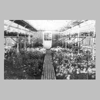 105-0412 Kalthaus mit Chrysanthemen.jpg